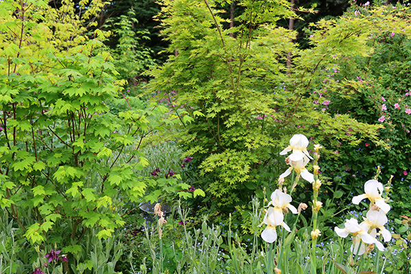  A sycamore? and a maple. 