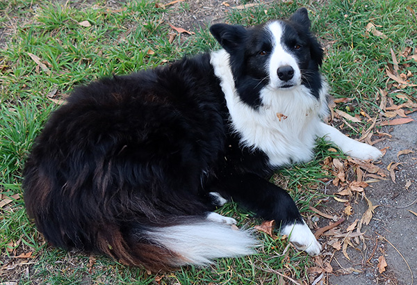  A very fluffy Border Collie! 