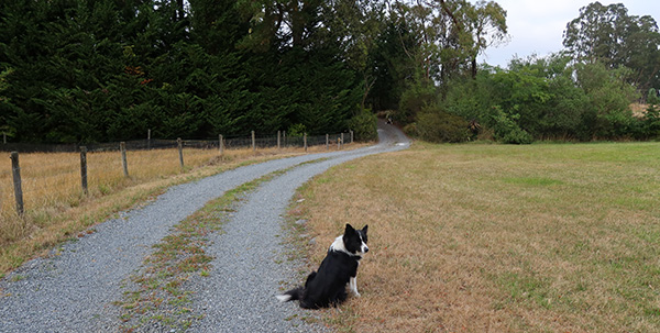  Winnie is sitting in the distance waiting. 