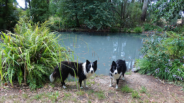  Waiting for their sticks. 