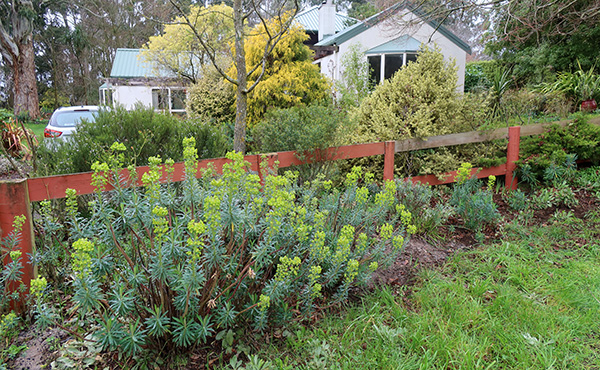  Loving the self-sown Euphorbias. 