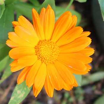  A Calendula flowering. 