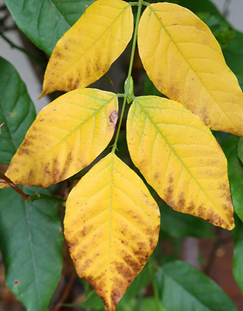  Pretty golden yellow! 