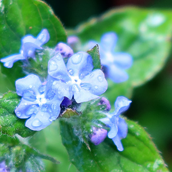  A weedy perennial forget-me-not. 