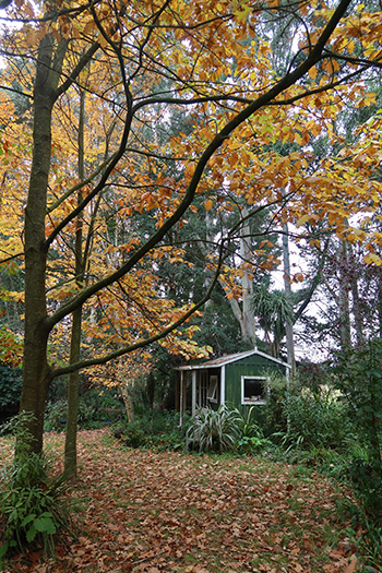  The oak leaves are falling. 