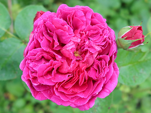  A stunning David Austin rose. 