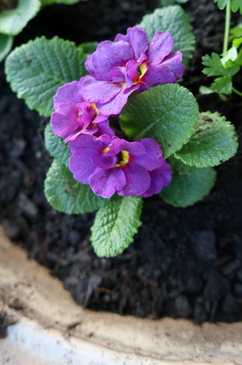  In a pot on the house patio. 