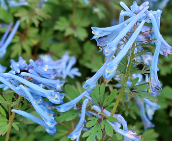  A variety which I think is called China Blue. 