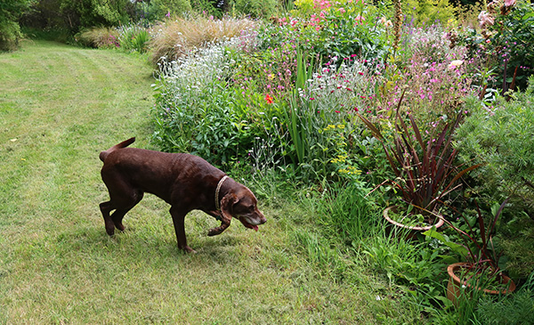  Such a well-mowed lawn, yes? 