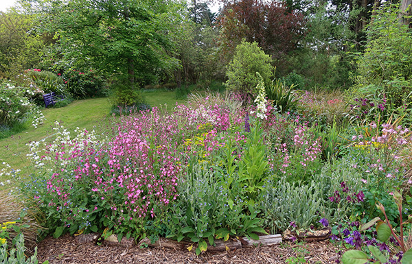  The  pink and white flowers are Campion. 