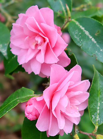  Small pink flowers, huge shrubs. 