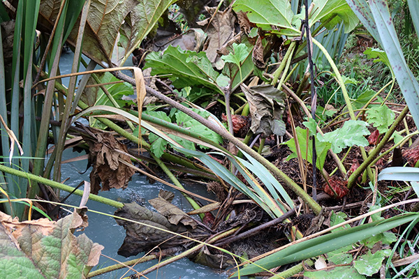  Gunnera is a giant leaf perennial. 