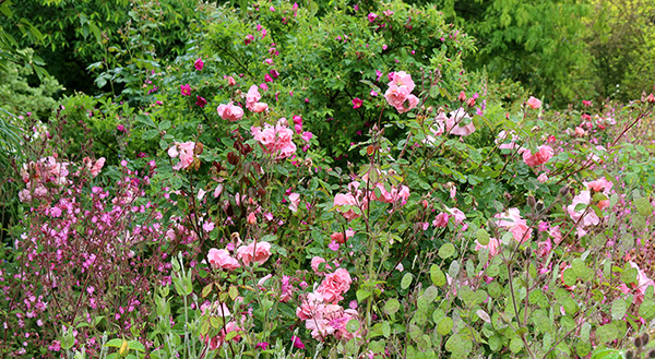  With the pink rose Clair Matin. 