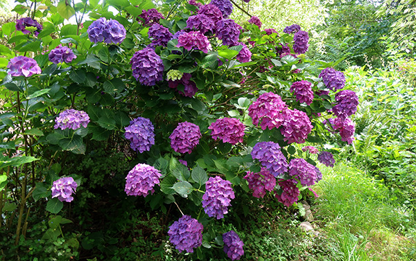  Flowering near the woodshed. 