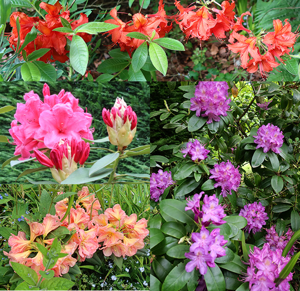  All flowering in early summer. 