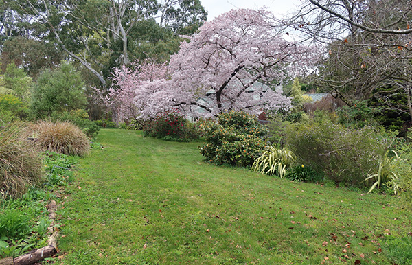  The big flowering Cherry tree in the Driveway lawn. 