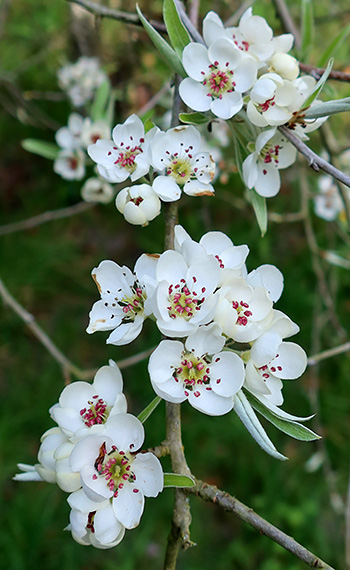  The most beautiful details in the flowers. 