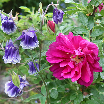  And Aquilegias 