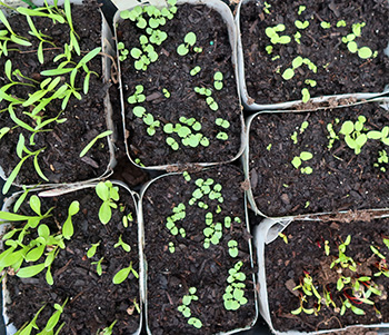  Calendula, annual Salvia, Lettuce, and Cosmos. 