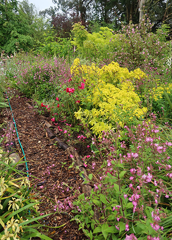  Lots and lots of pink flowers. 