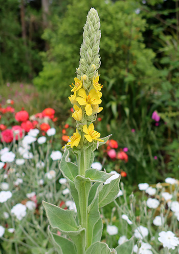  In the Hump Garden. 