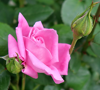  A David Austin rose. 