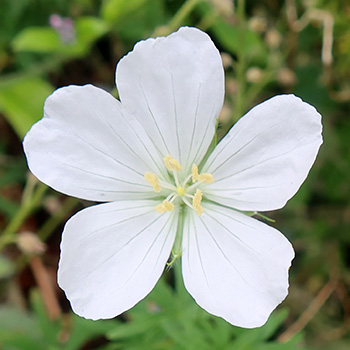  A small clump of this Geranium grows in the Herb Spiral. 