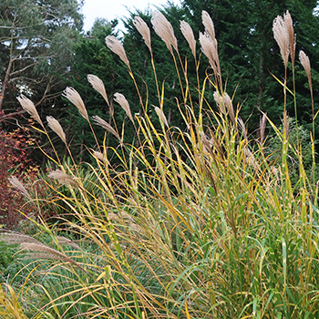  Seed-heads in winter. 