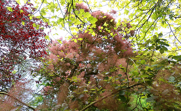  Smoke Bush. 