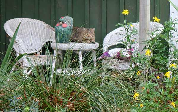  On the cottage verandah! 