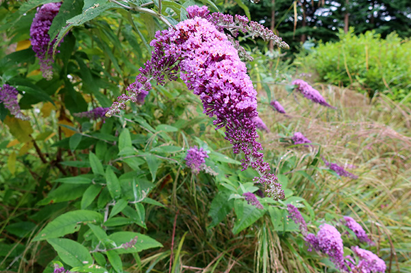  In the Hump Garden next to the white one. 