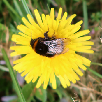  On a dandelion flower. 