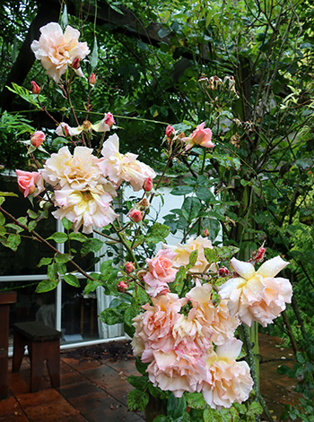  On the house patio. 