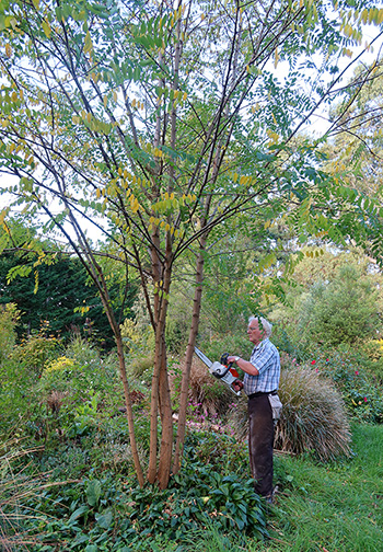  The annoying Locust Tree, 