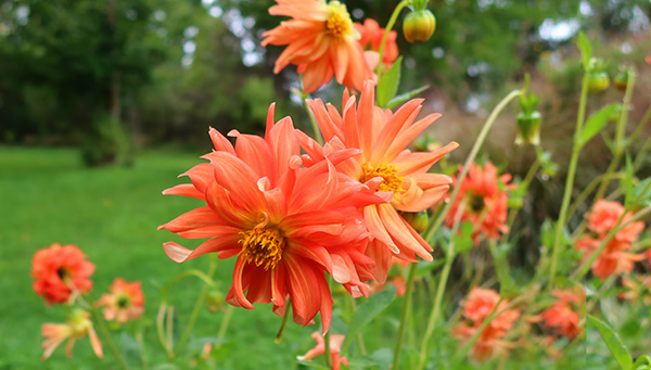  On the edge of the Hump Garden. 