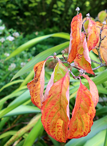  Cornus Florida. 