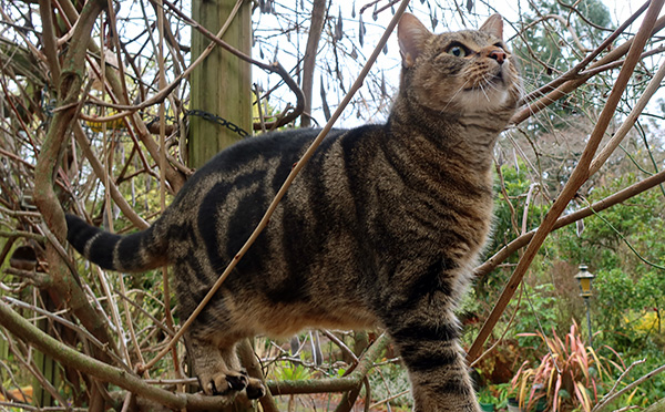  Trying to get closer to the bird feeders... 