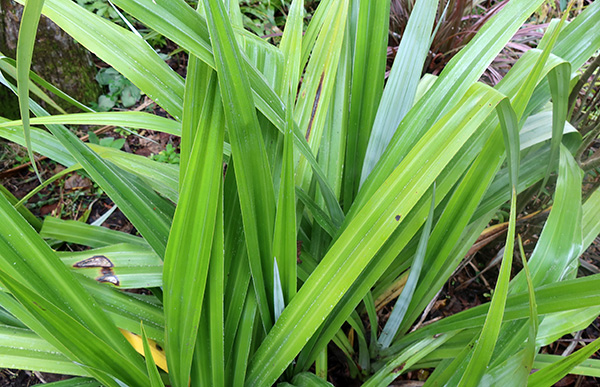  A favourite spiky plant in my garden. 