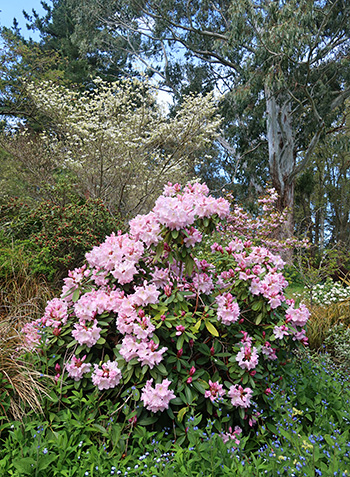  And the Dogwood almost flowering. 