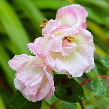  A few brave blooms of the rose Yesterday. 