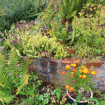  Ferns, herbs, and marigolds... 