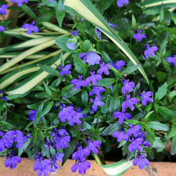  Self Sown, in a patio pot. 