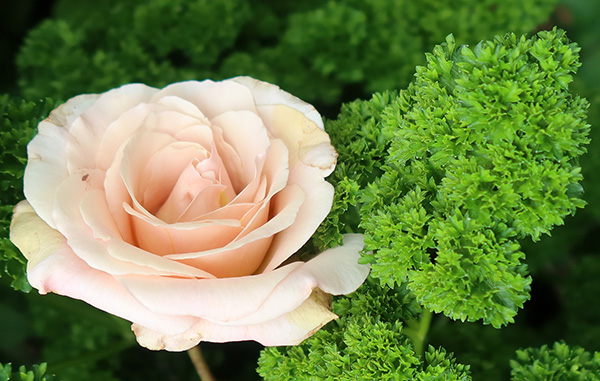  Placed with a sprig of parsley, a symbol of fertility, hee hee... 