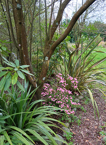  A little path which leads onto the Driveway Lawn. 