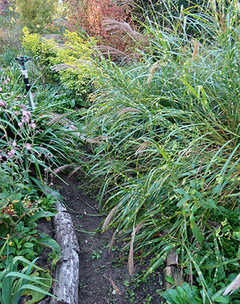  The Miscanthus is flopping over now autumn has arrived. 