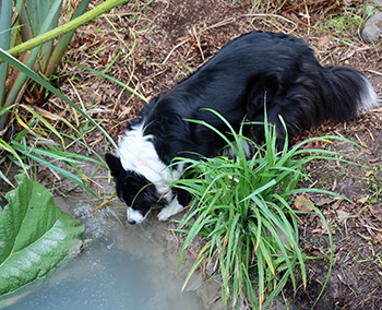  Having a drink out of the water race. 