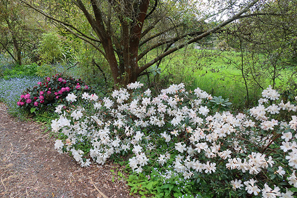  Past the low growing rhododendrons 