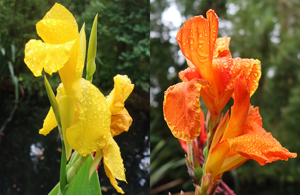  Think the yellow is a species one. The orange is from the variety Bengal Tiger. 