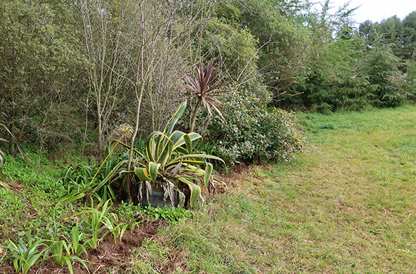  With more plantings to come - probably Agapanthus. 