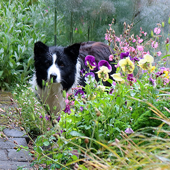  Peeping around the pansies. 